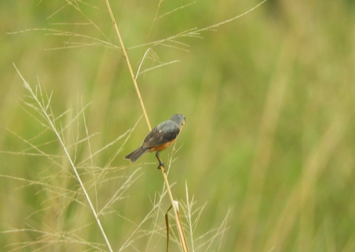 Tawny-bellied Seedeater (Sporophila hypoxantha), photo 6