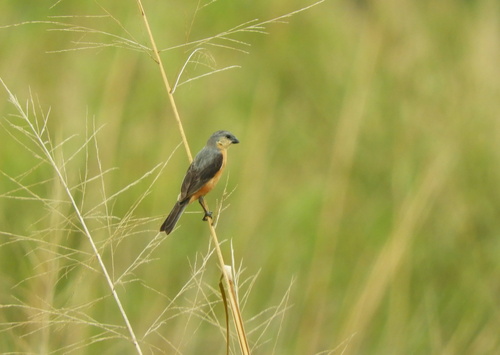Tawny-bellied Seedeater (Sporophila hypoxantha), photo 2