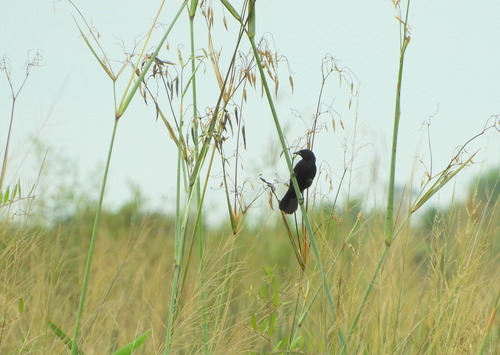 Unicolored Blackbird (Agelasticus cyanopus), photo 9