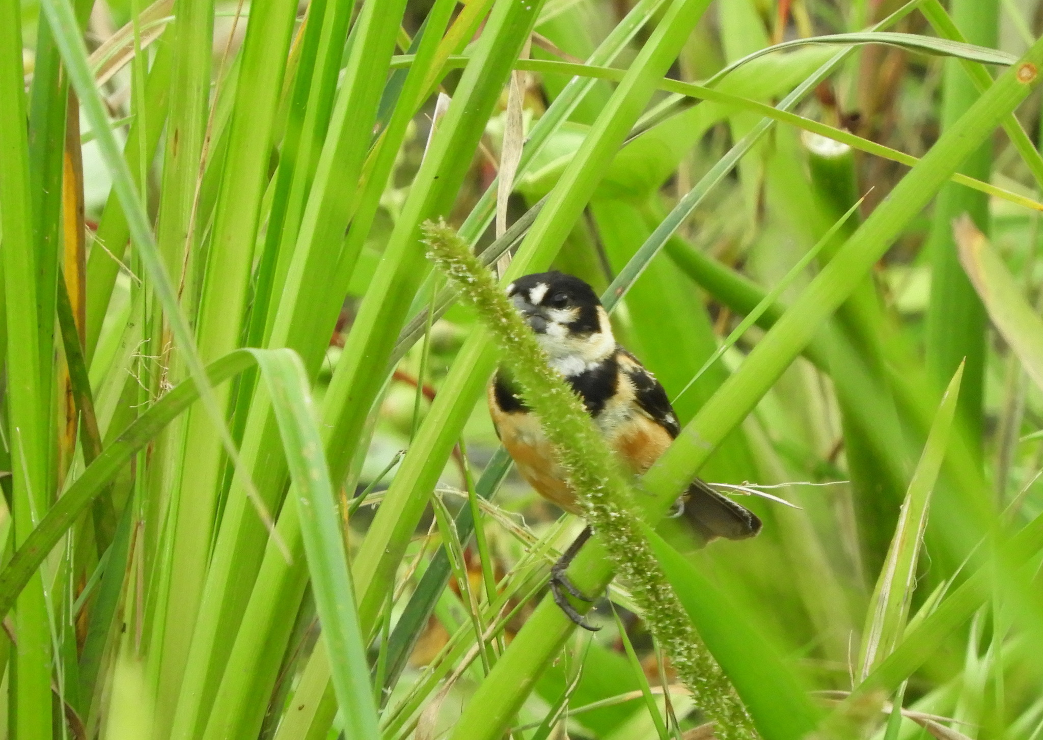Rusty-collared Seedeater (Sporophila collaris), photo 5