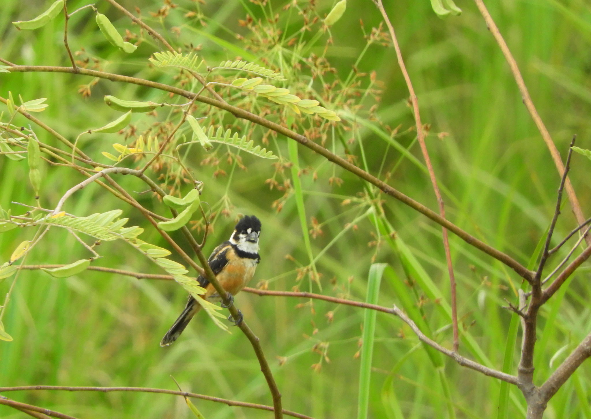 Rusty-collared Seedeater (Sporophila collaris), photo 7