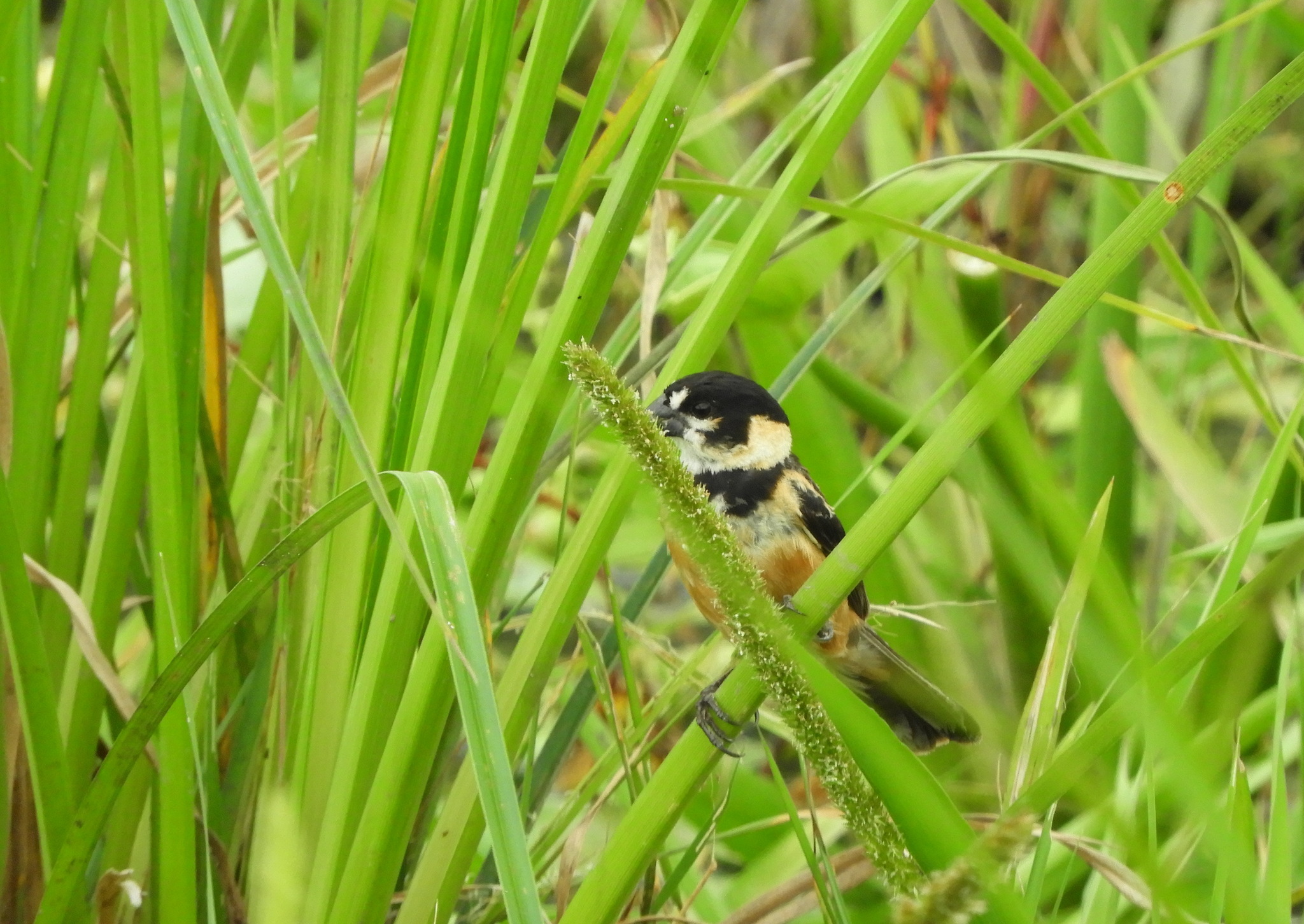 Rusty-collared Seedeater (Sporophila collaris), photo 8