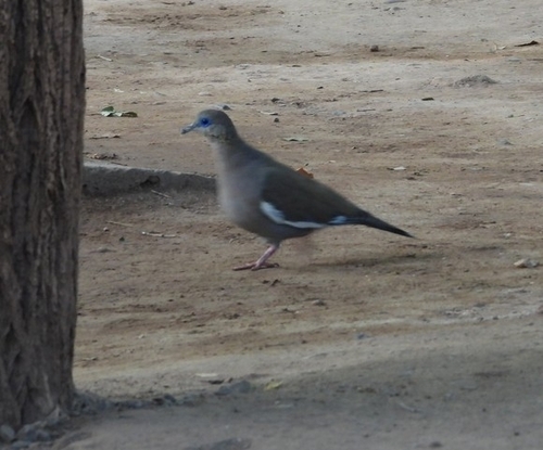 West Peruvian Dove