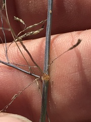 Eragrostis planiculmis