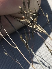 Eragrostis planiculmis