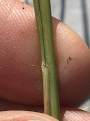 Eragrostis planiculmis