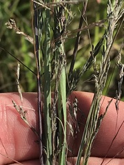 Eragrostis planiculmis