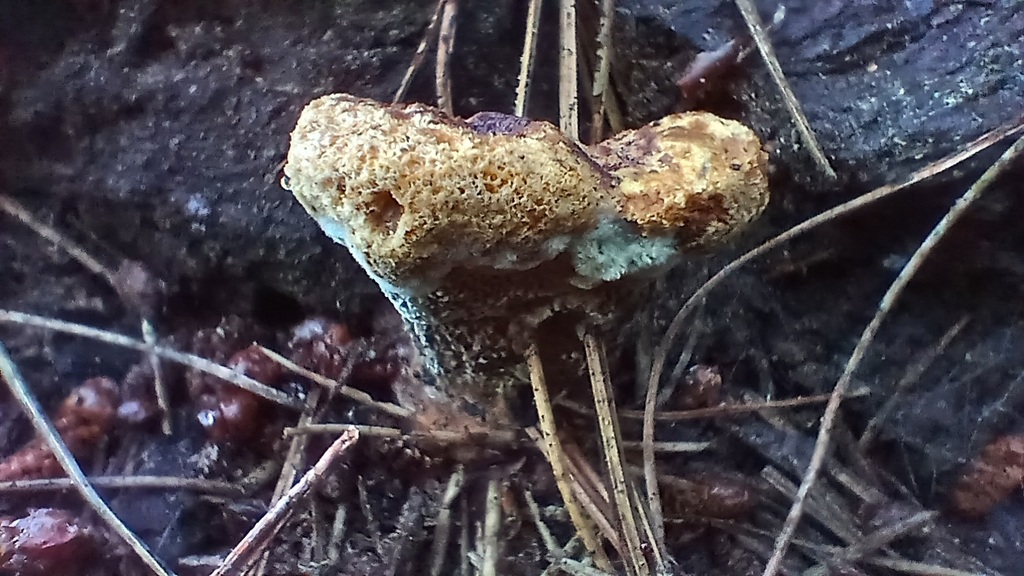 Phaeolus hispidoides · February 2026 · photo: © rayjackson (iNaturalist, cc-by)