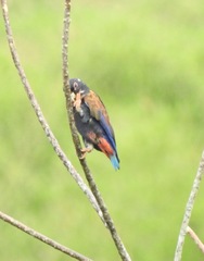 Pionus chalcopterus