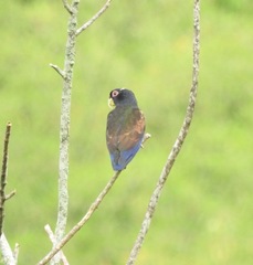Pionus chalcopterus