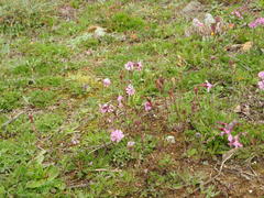 Silene colorata