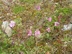Silene colorata