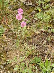 Silene colorata