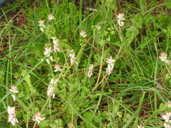 Fumaria capreolata babingtonii