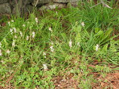 Fumaria capreolata babingtonii