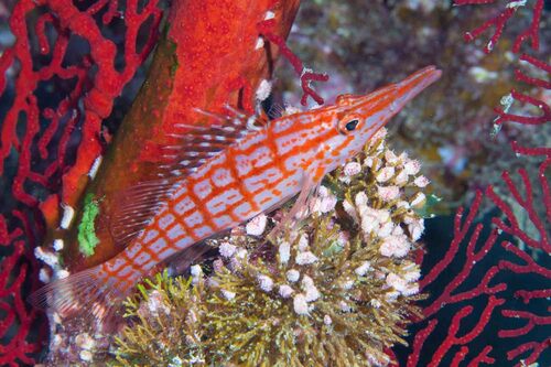 Photo of Longnose hawkfish (Oxycirrhites typus)
