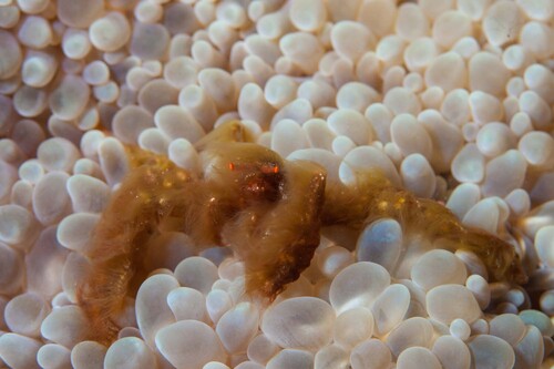 Photo of Orangutan crab (Achaeus japonicus)