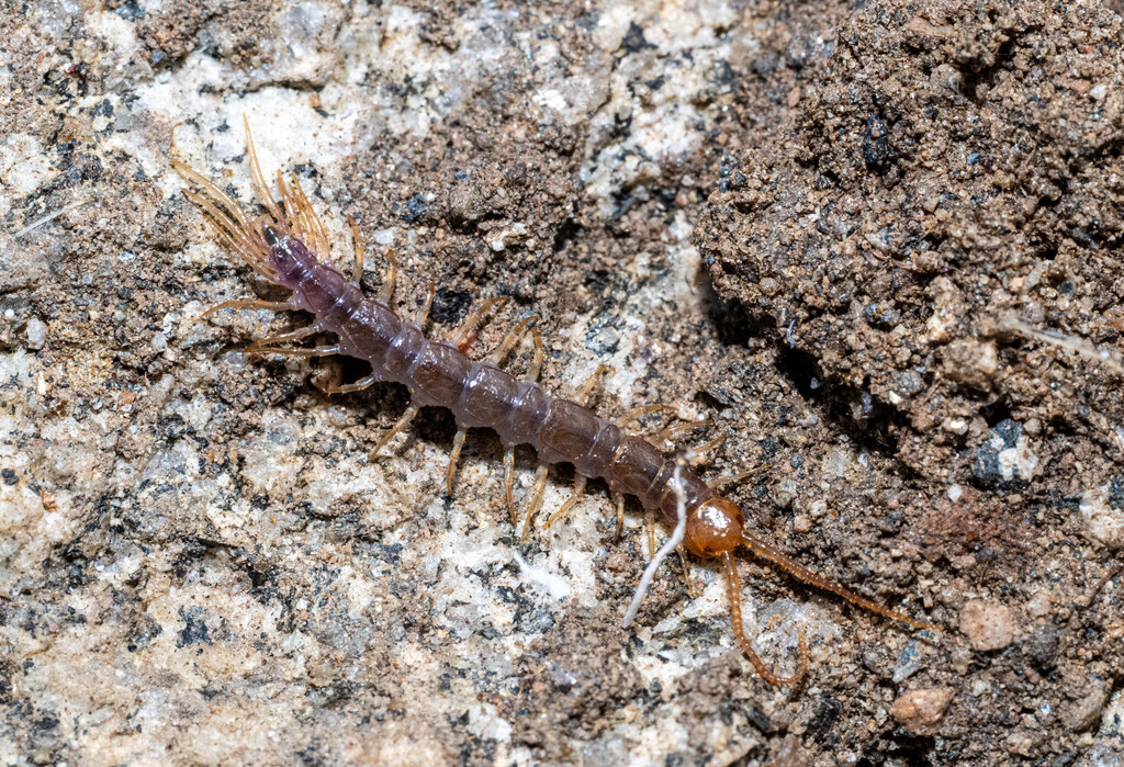 Lithobiidae in January 2026 by Jeremiah Degenhardt · iNaturalist