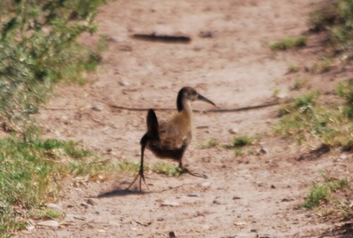 Plumbeous Rail (Pardirallus sanguinolentus), photo 8