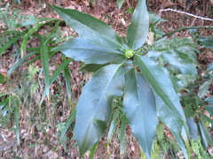 Aucuba japonica