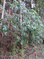 Aucuba japonica