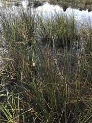 Eleocharis dregeana