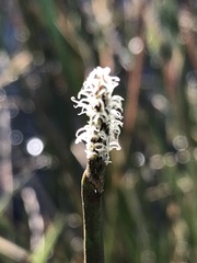 Eleocharis dregeana