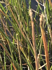 Eleocharis dregeana
