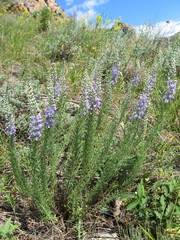 Veronica pinnata