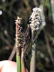 Eleocharis dregeana