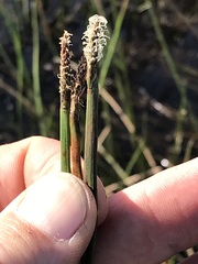 Eleocharis dregeana