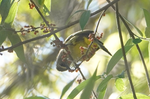 Flavescent Bulbul (Pycnonotus flavescens), photo 6