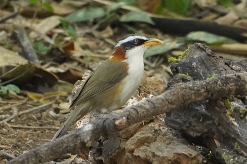 White-browed Scimitar Babbler (Pomatorhinus schisticeps)