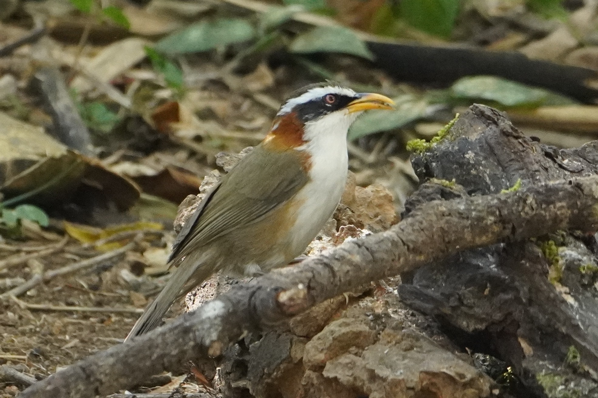 White-browed Scimitar Babbler (Pomatorhinus schisticeps), photo 1