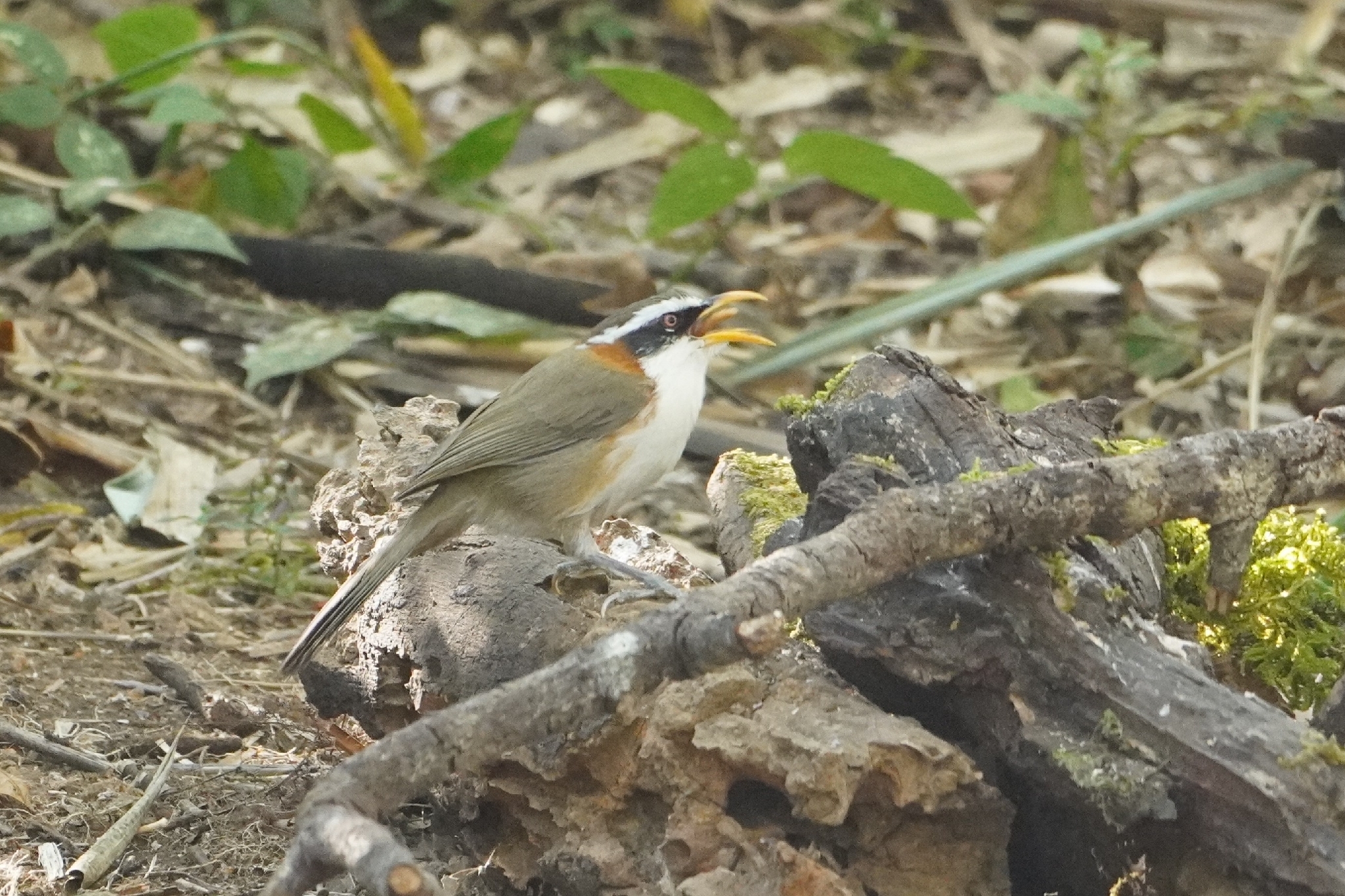 White-browed Scimitar Babbler (Pomatorhinus schisticeps), photo 2