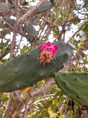 Opuntia auberi