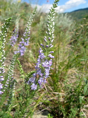 Veronica pinnata