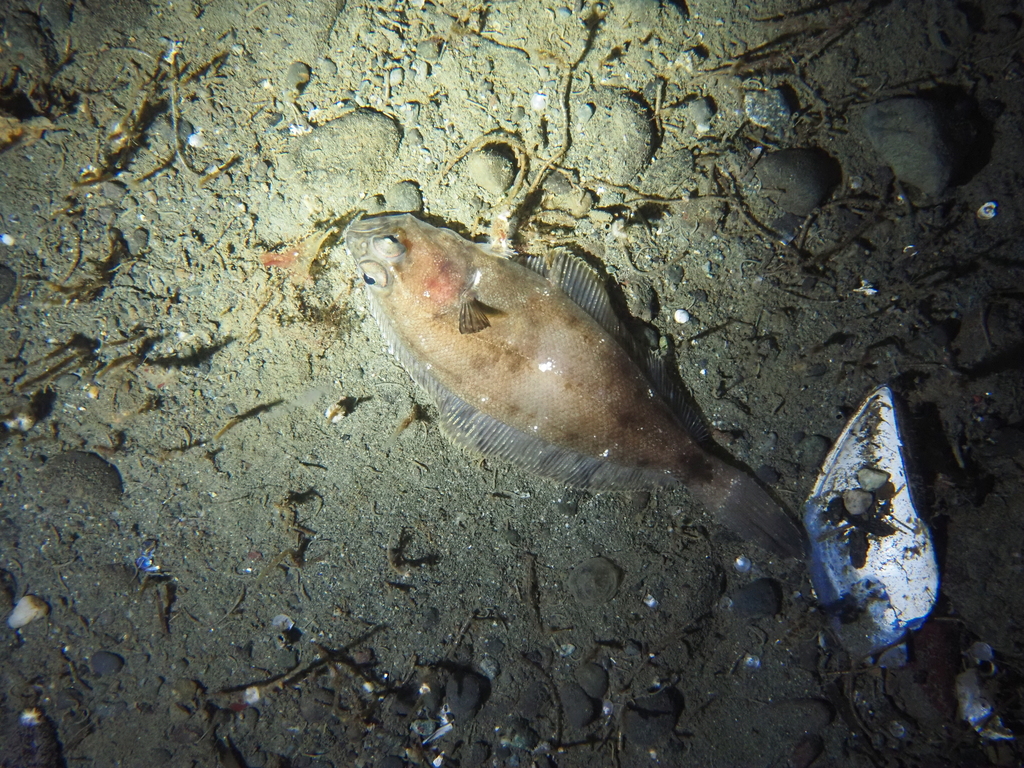 Slender sole (Lyopsetta exilis) — Pleuronectidae