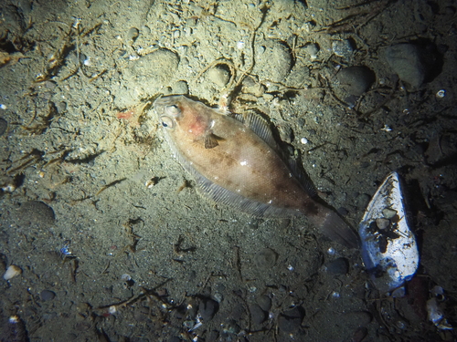 Slender sole (Lyopsetta exilis) — Pleuronectidae