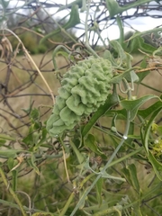 Araujia brachystephana