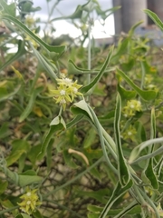 Araujia brachystephana