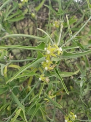 Araujia brachystephana