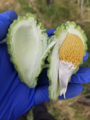 Araujia brachystephana