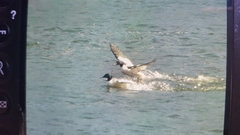 Mergus merganser