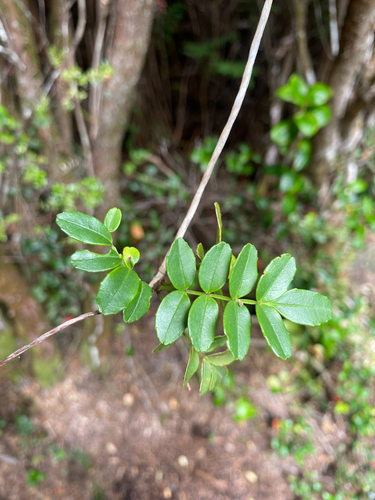 Campsidium valdivianum, photograph 2