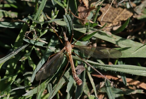 Tipula bellamyi