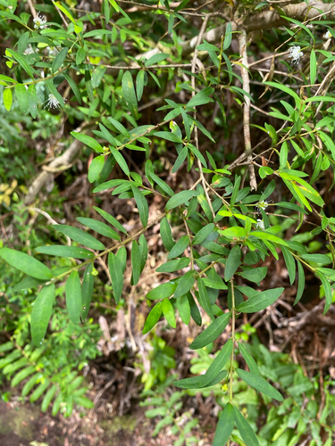 Myrceugenia parvifolia, photograph 4