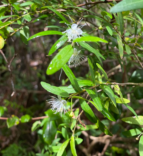 Myrceugenia parvifolia, photograph 3