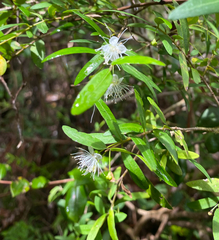 author not stated, no rights reserved Myrceugenia parvifolia, photograph author not stated, no rights reserved