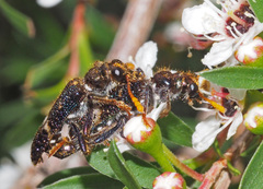 Scrobiger splendidus